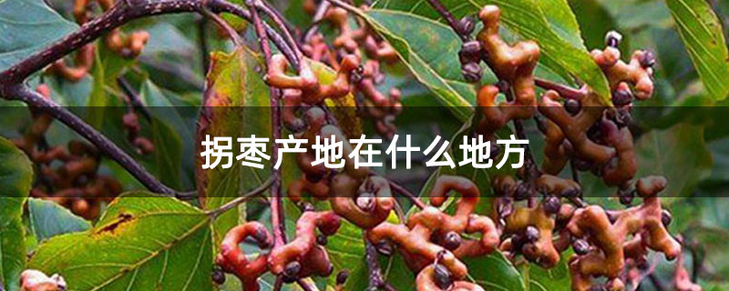 拐棗產地在什么地方