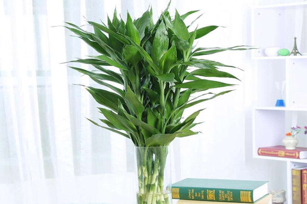 八種植物招財又旺宅 萬年青排行第一，發財樹、金錢樹上榜