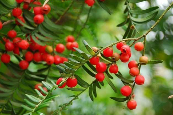 八種植物招財又旺宅 萬年青排行第一，發財樹、金錢樹上榜