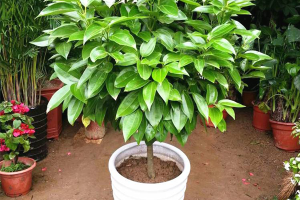 八種植物招財又旺宅 萬年青排行第一，發財樹、金錢樹上榜