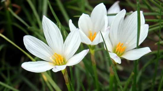 蔥蓮的花期