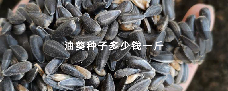 油葵種子