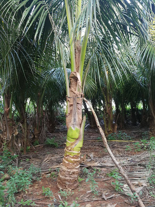 棕櫚種植前景如何?棕樹如何種植?