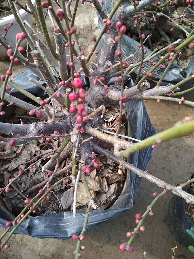 紅梅樹多少錢一棵?2020年紅梅樹價格最新價格 紅梅樹多少錢一棵?2020年紅梅樹價格最新價格