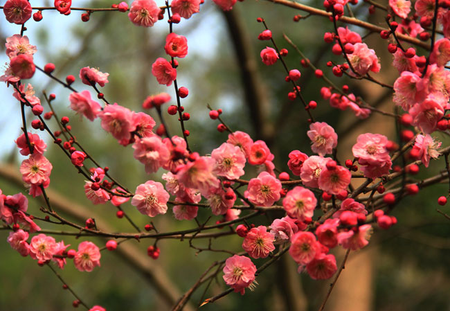 紅梅樹多少錢一棵?2020年紅梅樹價格最新價格 紅梅樹多少錢一棵?2020年紅梅樹價格最新價格