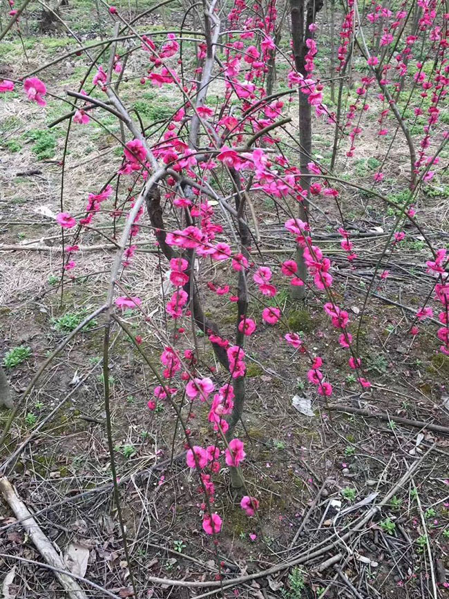 紅梅樹多少錢一棵?2020年紅梅樹價格最新價格 紅梅樹多少錢一棵?2020年紅梅樹價格最新價格
