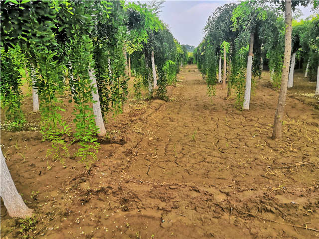 沭陽長景園林龍爪槐種植基地實拍圖片