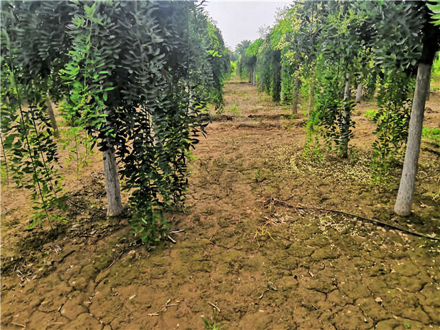沭陽長景園林龍爪槐種植基地實拍圖片