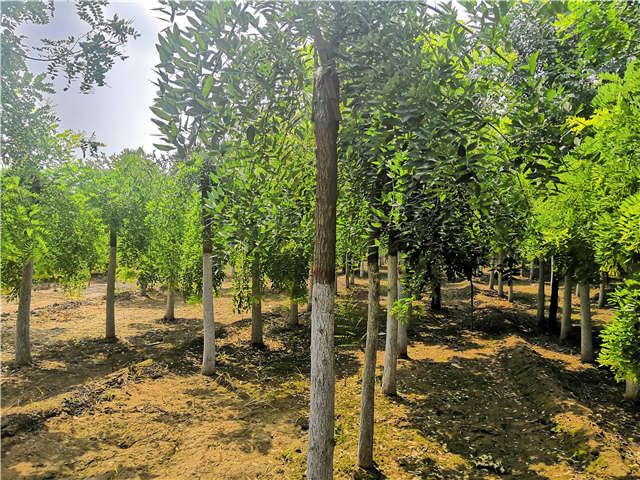 沭陽長景園林龍爪槐種植基地實拍圖片