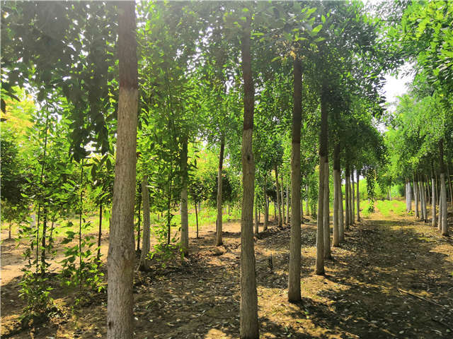 沭陽長景園林龍爪槐種植基地實拍圖片