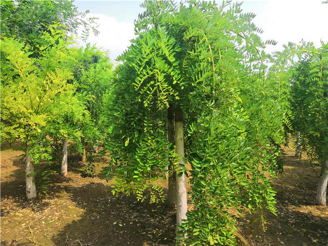 沭陽長景園林龍爪槐種植基地實拍圖片