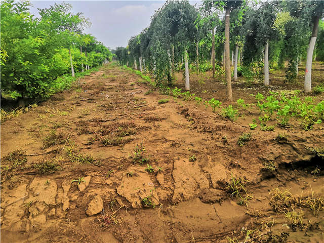 沭陽長景園林龍爪槐種植基地實拍圖片