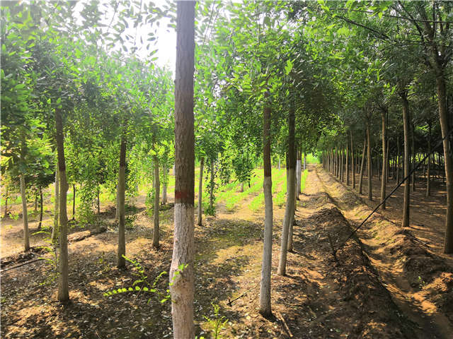 沭陽長景園林龍爪槐種植基地實拍圖片