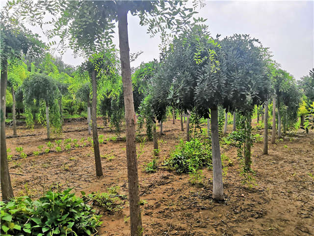 沭陽長景園林龍爪槐種植基地實拍圖片