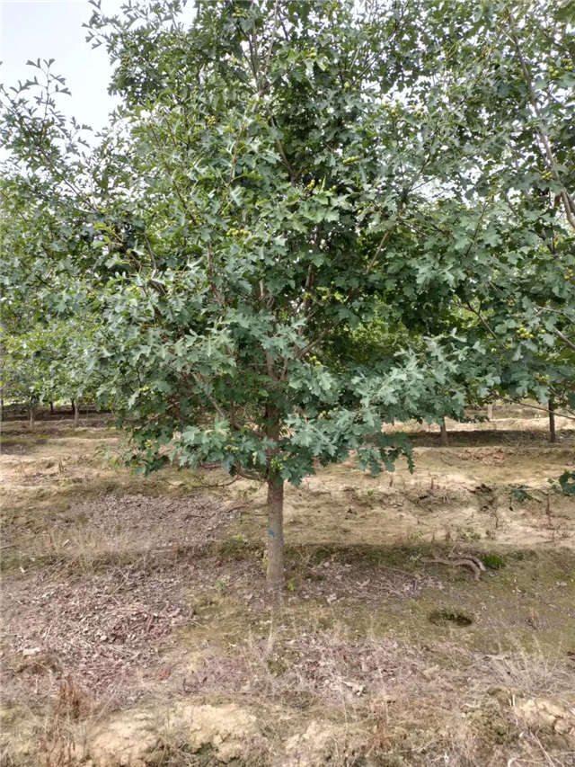 沭陽長景園林山楂種植基地實拍圖片