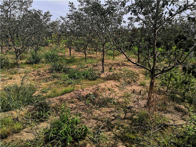 沭陽長景園林山楂種植基地實拍圖片