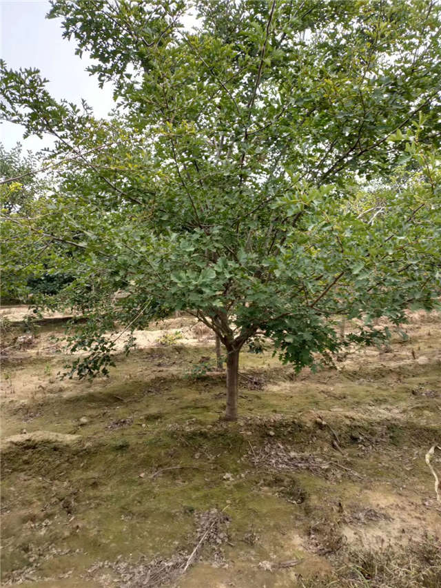 沭陽長景園林山楂種植基地實拍圖片