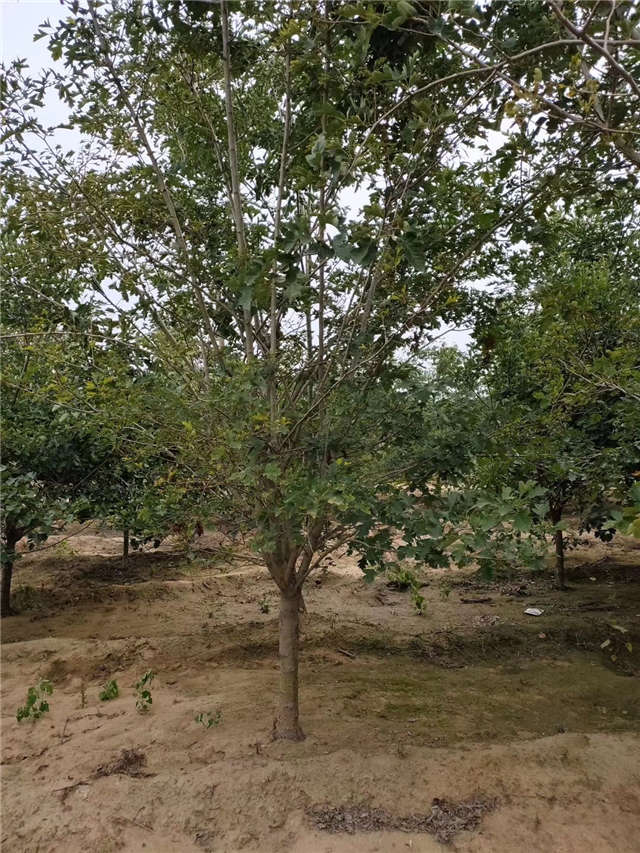 沭陽長景園林山楂種植基地實拍圖片