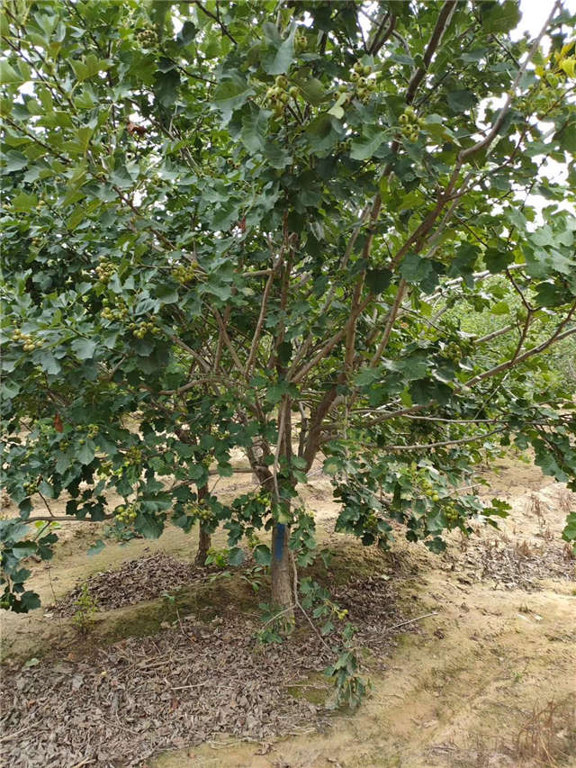 沭陽長景園林山楂種植基地實拍圖片