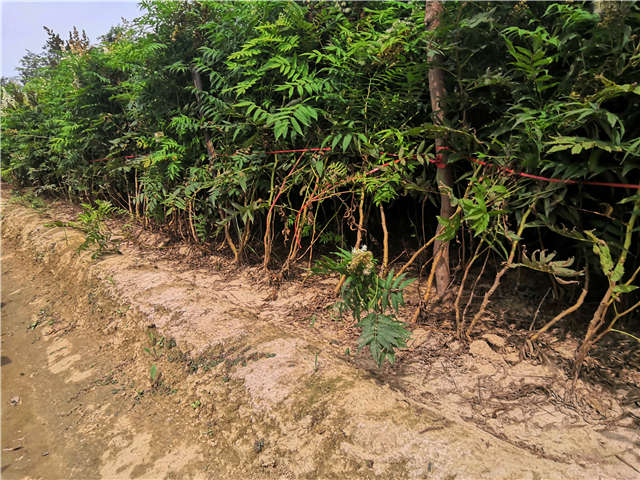 沭陽長景園林珍珠梅種植基地實拍圖片
