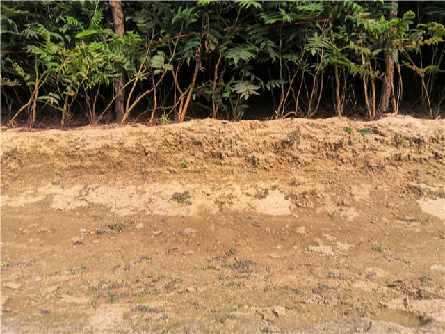 沭陽長景園林珍珠梅種植基地實拍圖片