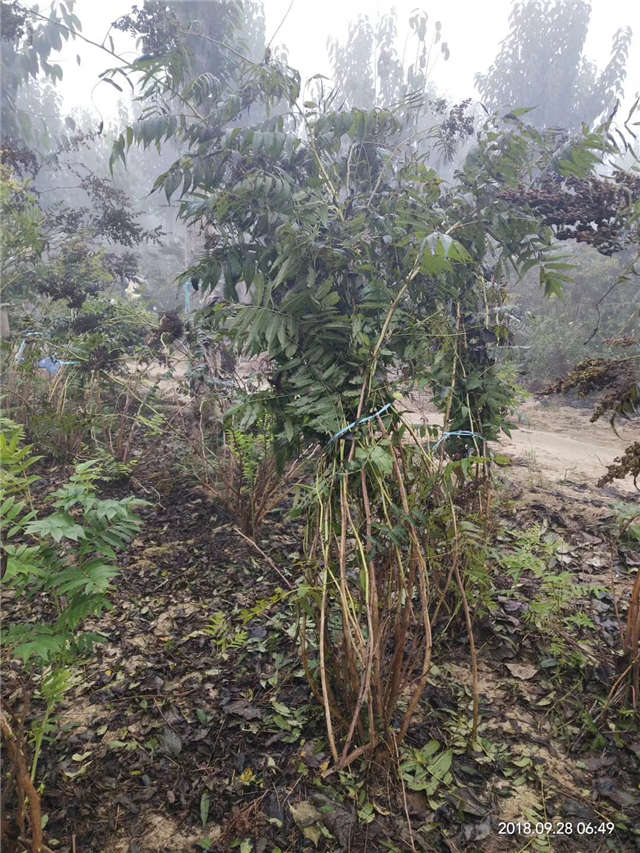 沭陽長景園林珍珠梅種植基地實拍圖片