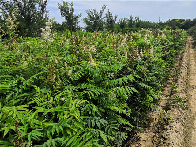 沭陽長景園林珍珠梅種植基地實拍圖片