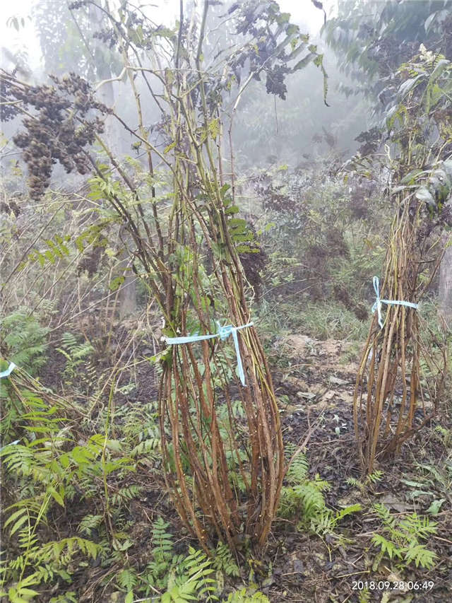 沭陽長景園林珍珠梅種植基地實拍圖片