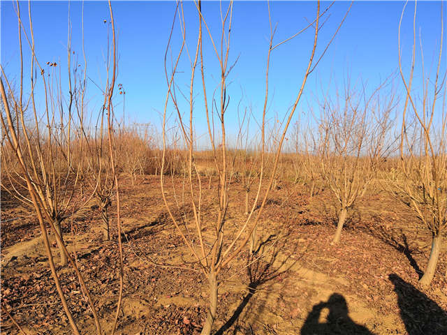 黃櫨照片種植基地實拍