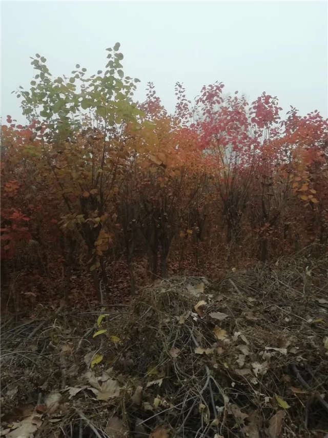 黃櫨照片種植基地實拍