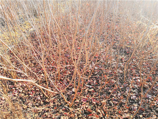 叢生黃櫨小苗照片種植基地實拍