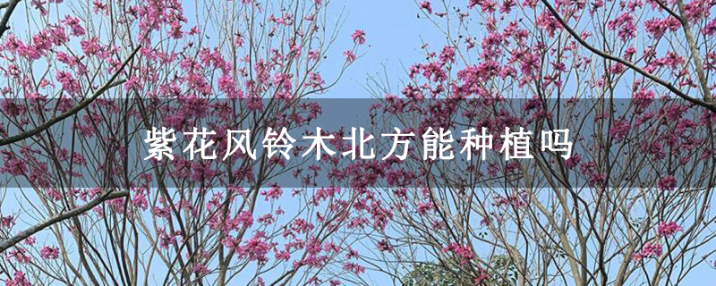 紫花風鈴木北方能種植嗎
