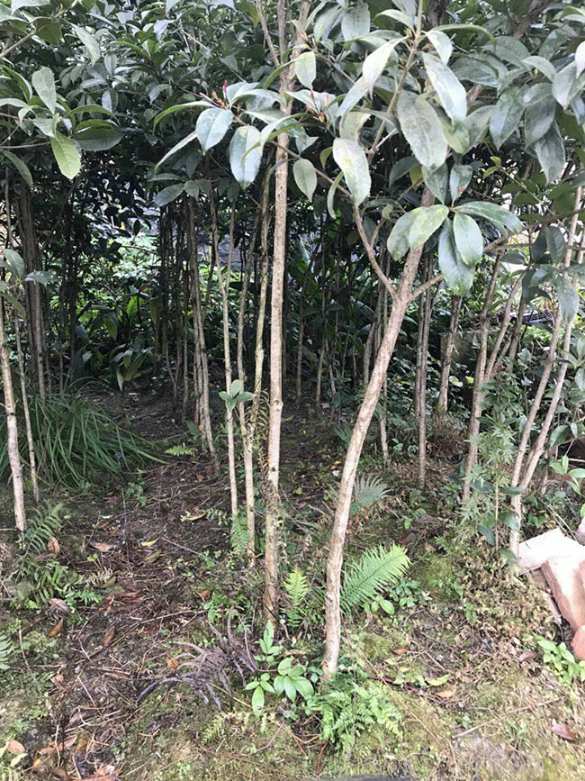 金桂樹苗價格行情, 金桂樹苗價格行情,
