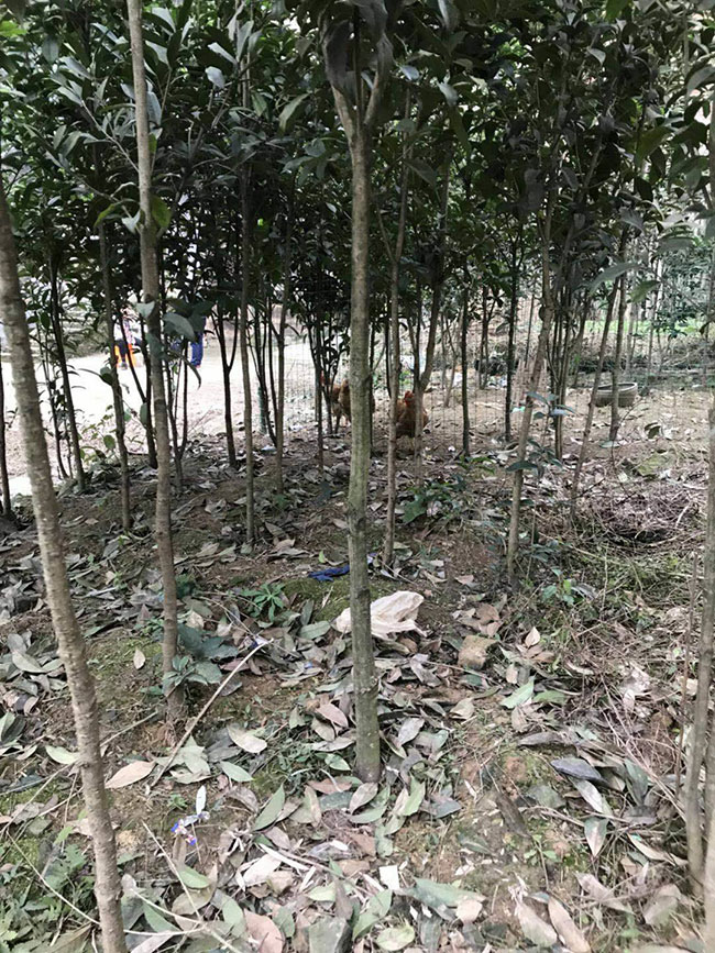金桂樹苗價格行情 金桂樹苗價格行情