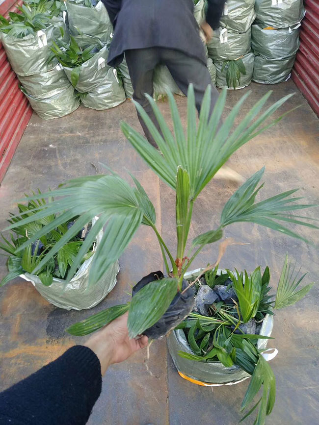 蒲葵樹