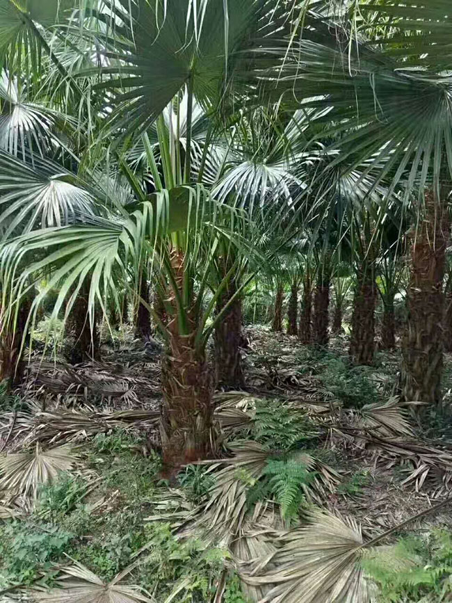 蒲葵樹
