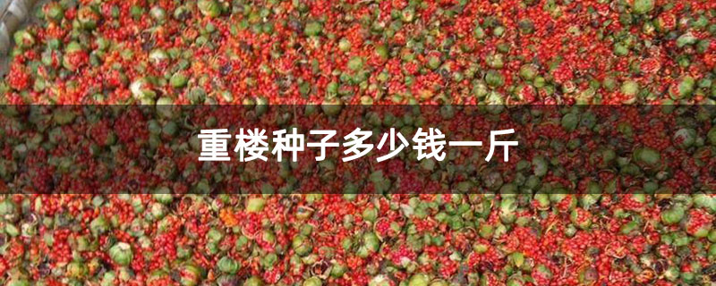 重樓種子多少錢一斤