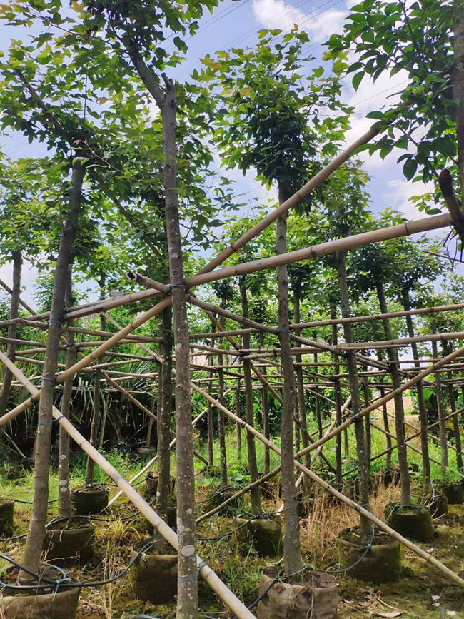 楓香樹苗
