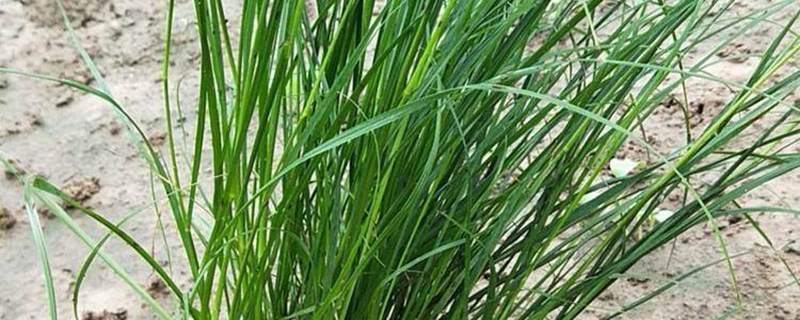 貓尾草