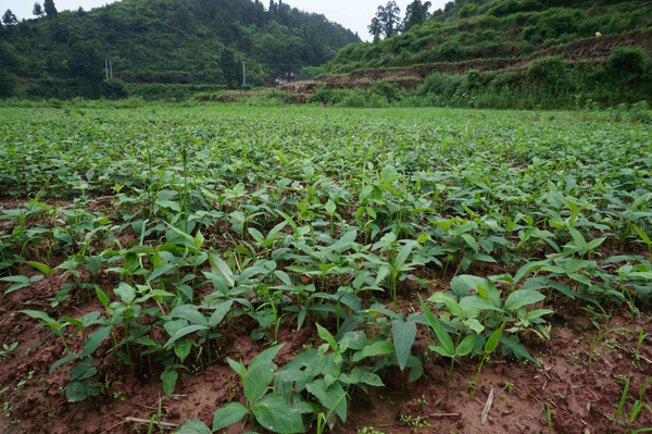 半夏種植基地實拍