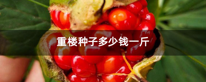 重樓種子多少錢一斤