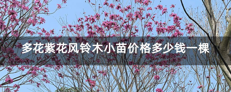 多花紫花風鈴木小苗價格多少錢一棵 多花紫花風鈴木小苗價格多少錢一棵