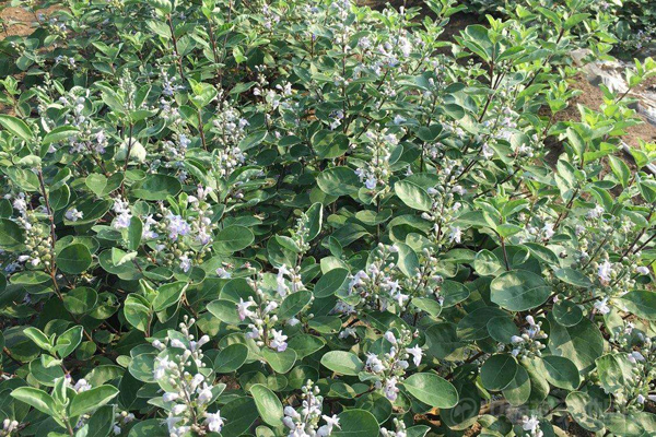 蔓荊子種植基地