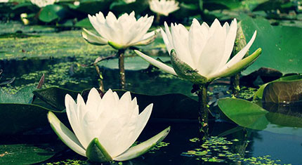 睡蓮、子午蓮、睡美人、水浮蓮、水芹花-成都青望園林景觀設計公司