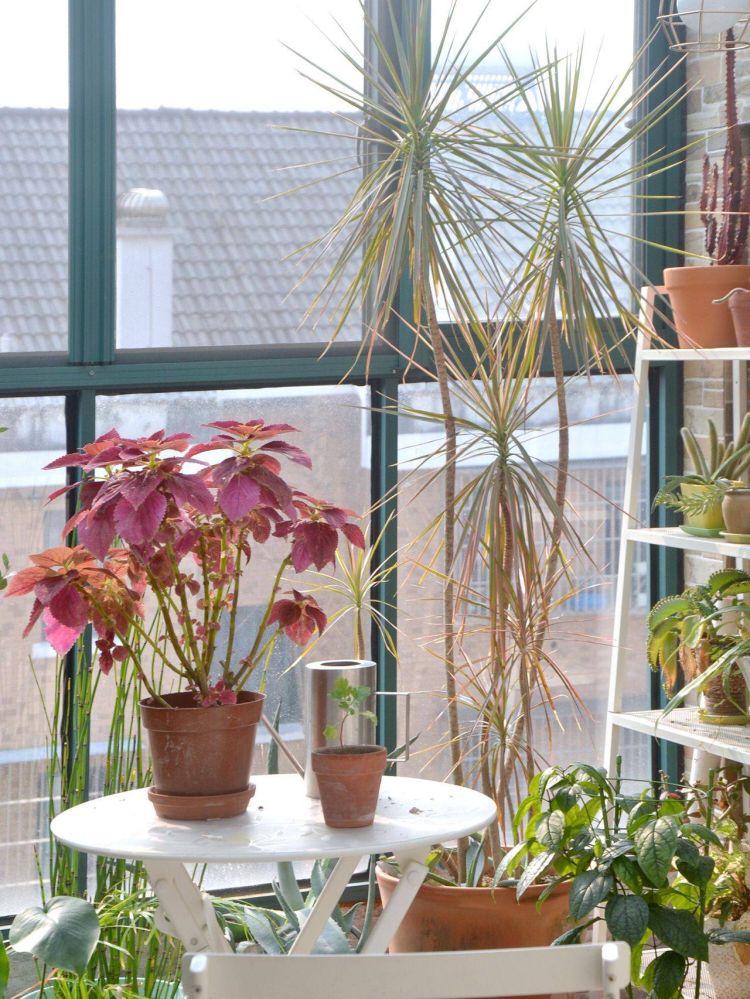 搭建屋頂陽光房花園的問題解答-成都青望園林景觀設計公司-1 搭建屋頂陽光房花園的問題解答-成都青望園林景觀設計公司-1