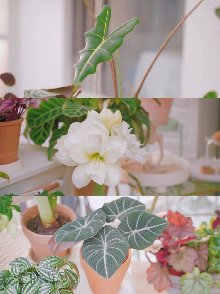 搭建屋頂陽光房花園的問題解答-成都青望園林景觀設計公司-1 搭建屋頂陽光房花園的問題解答-成都青望園林景觀設計公司-1