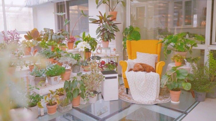 搭建屋頂陽光房花園的問題解答-成都青望園林景觀設計公司-1 搭建屋頂陽光房花園的問題解答-成都青望園林景觀設計公司-1