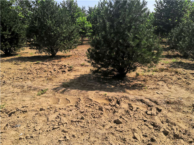 沭陽長景園林白皮松種植基地實拍圖片