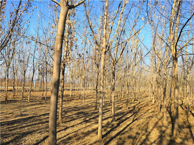 沭陽長景園林金葉復葉槭種植基地實拍圖片
