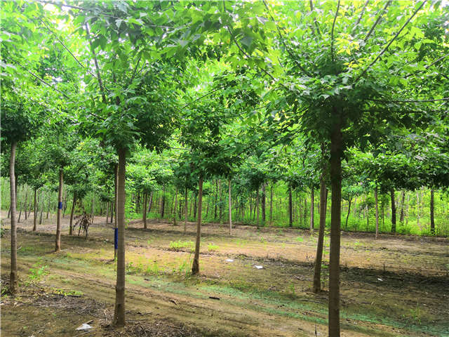 沭陽長景園林金葉復葉槭種植基地實拍圖片
